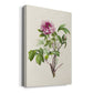 Pretty Pink Botanicals V Premium Gallery Wrapped Canvas - Ready to Hang