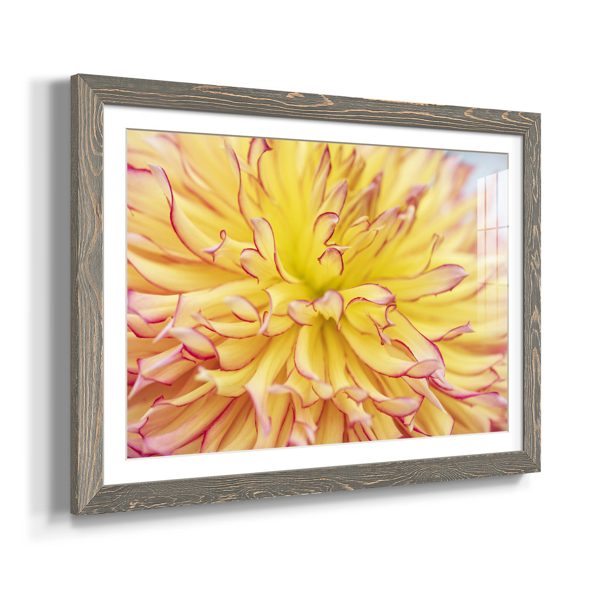 Blooms III - Barnwood Framed Art Print