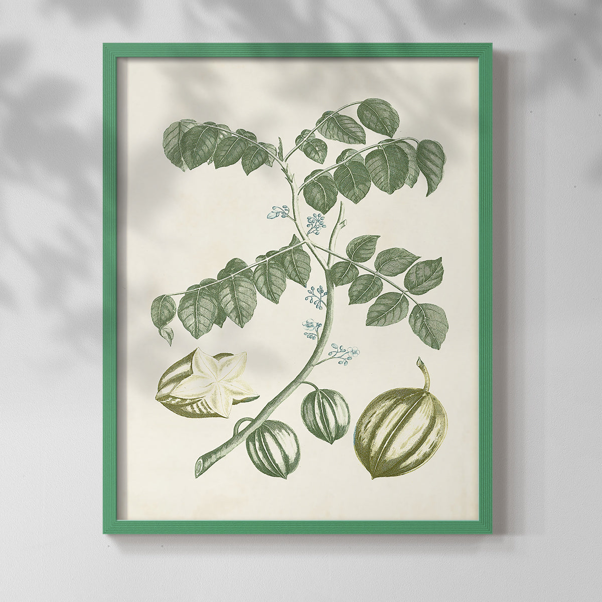 Buchoz Tropicals II - Restickable Framed Art Print