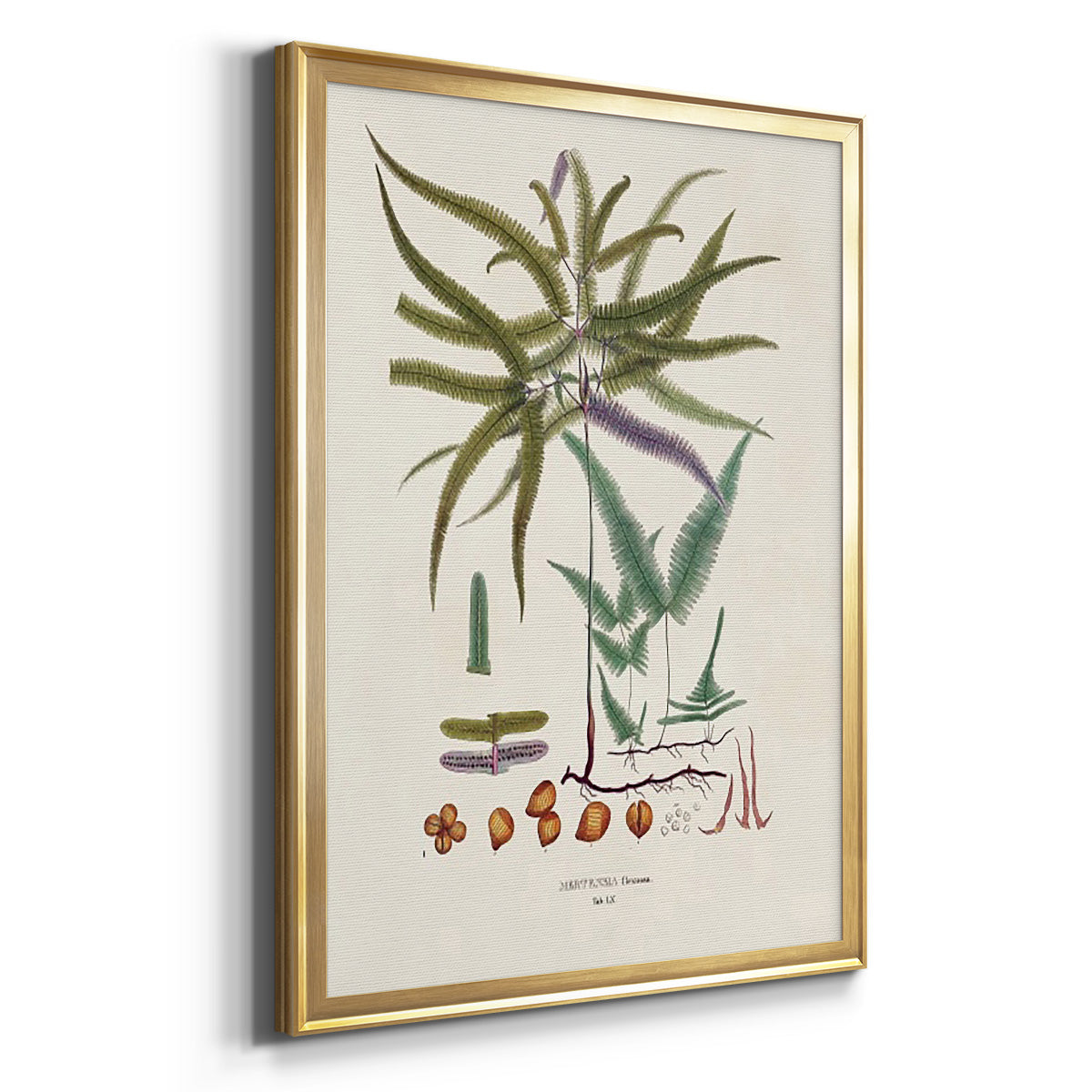 Botanical Society Ferns VIII - Modern Framed Canvas Print