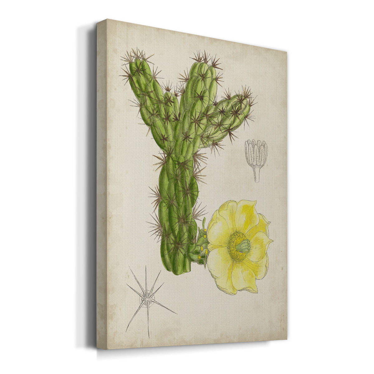 Antique Cactus I Premium Gallery Wrapped Canvas - Ready to Hang