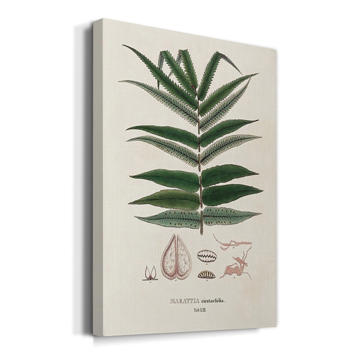 Botanical Society Ferns XII - Canvas Art Print