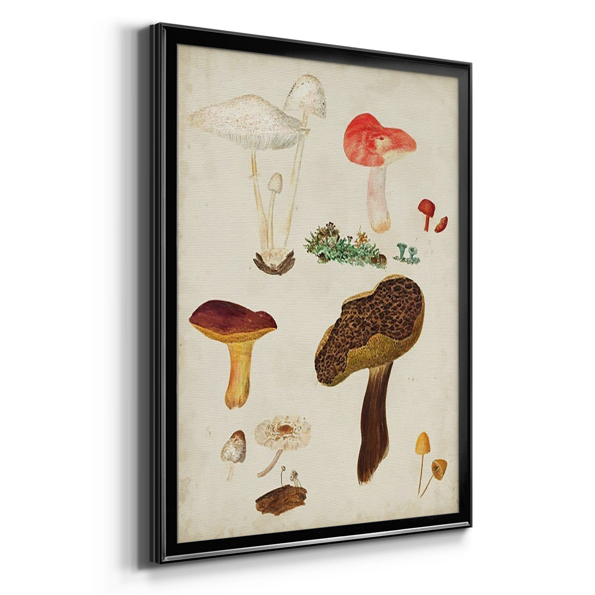 Mushroom Species XI - Modern Framed Canvas Print