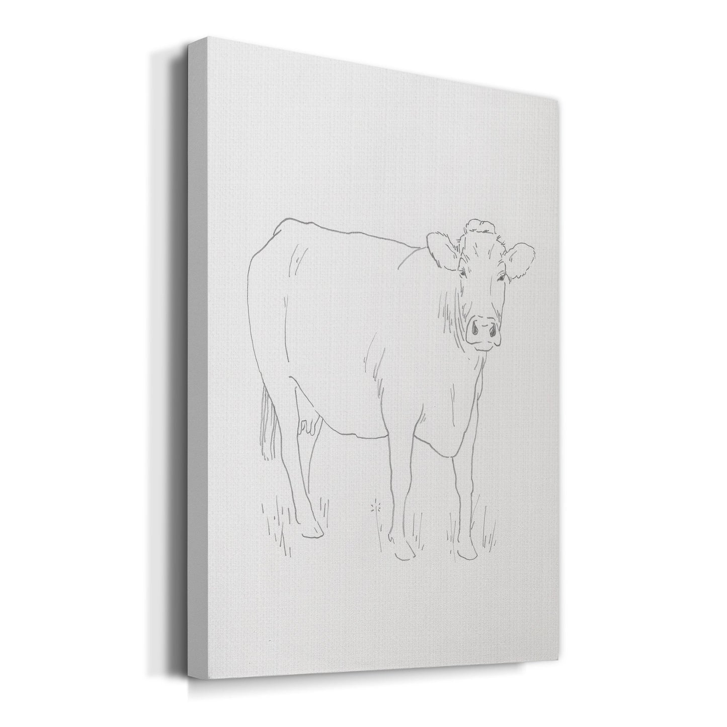 Limousin Cattle III  Premium Gallery Wrapped Canvas - Ready to Hang