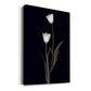 Tulip Pose II - Canvas Art Print