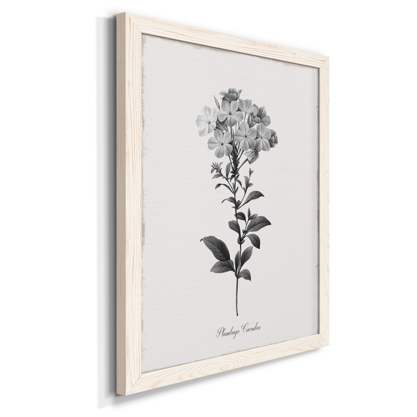 Simply Cape Leadwort - Premium Canvas Framed in Barnwood - Ready to Hang