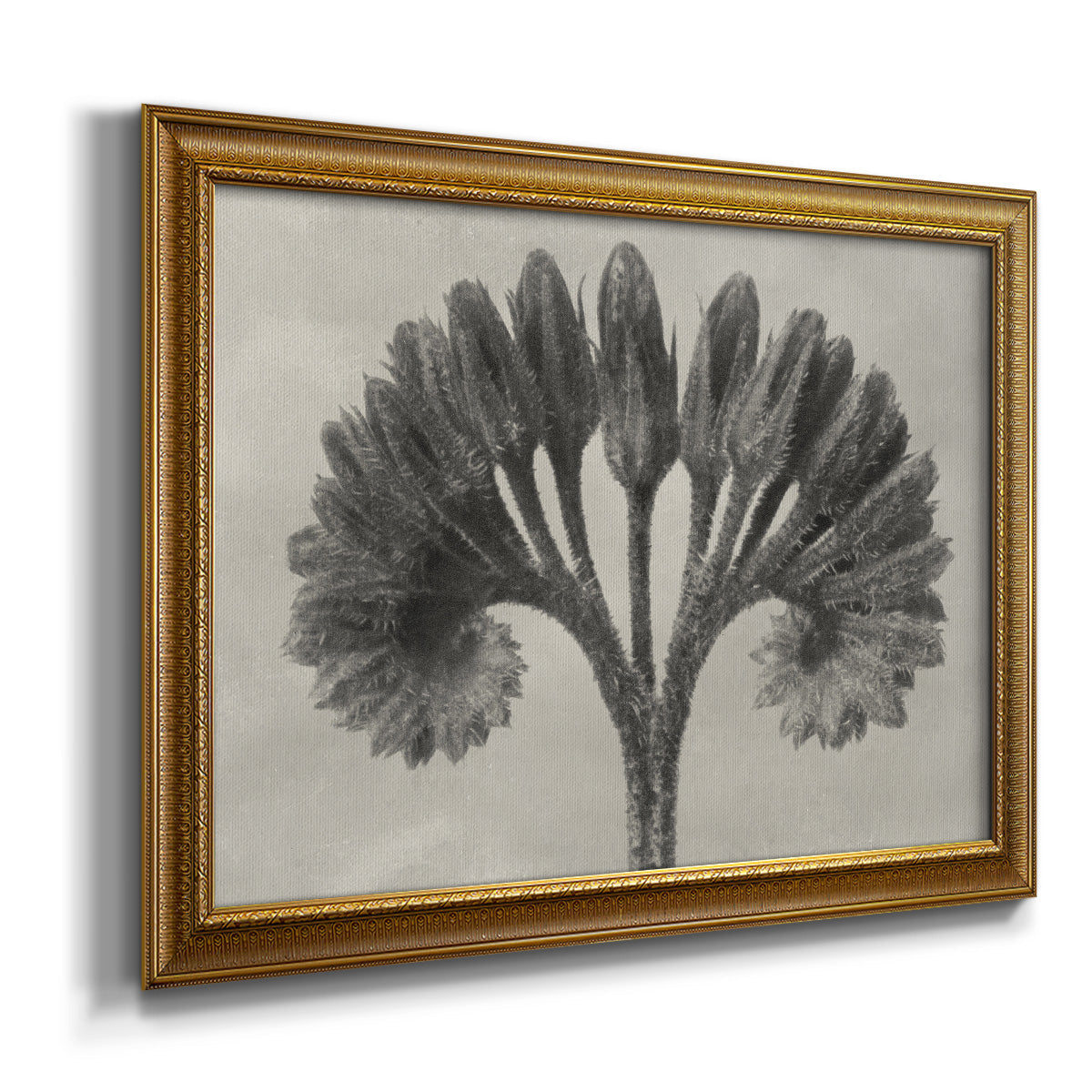 Vintage botanical plant study photograph by Karl Blossfeldt printed on canvas in an ornate traditional gold frame.