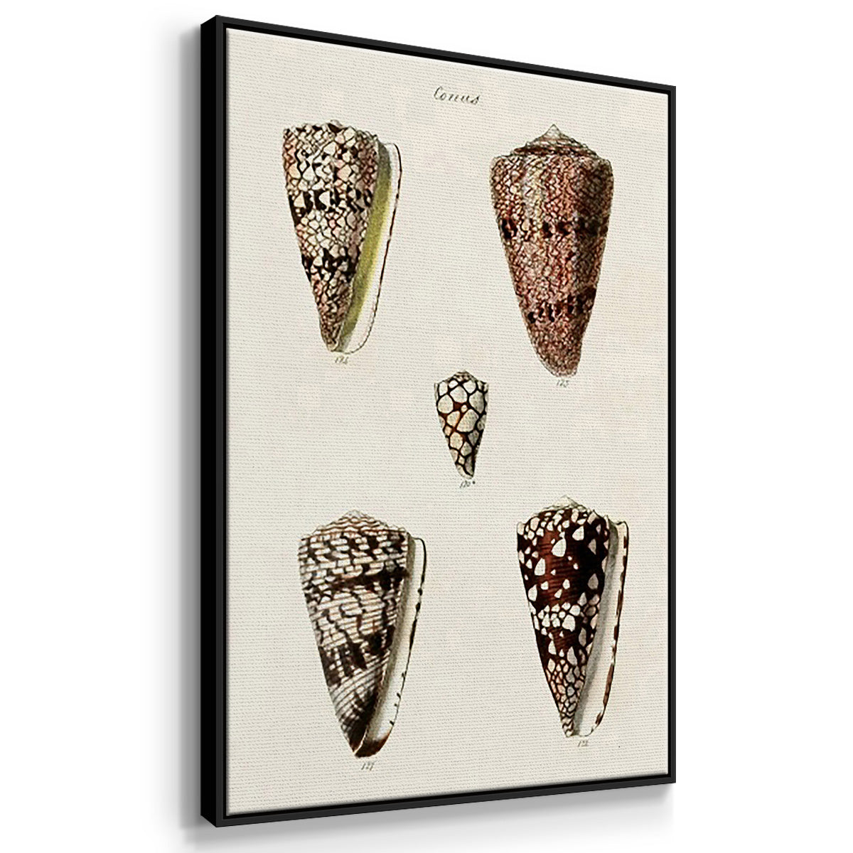 Cone Shell Collection I - Framed Premium Gallery Wrapped Canvas L Frame 3 Piece Set - Ready to Hang