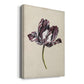 Antique Tulip Study I Premium Gallery Wrapped Canvas - Ready to Hang