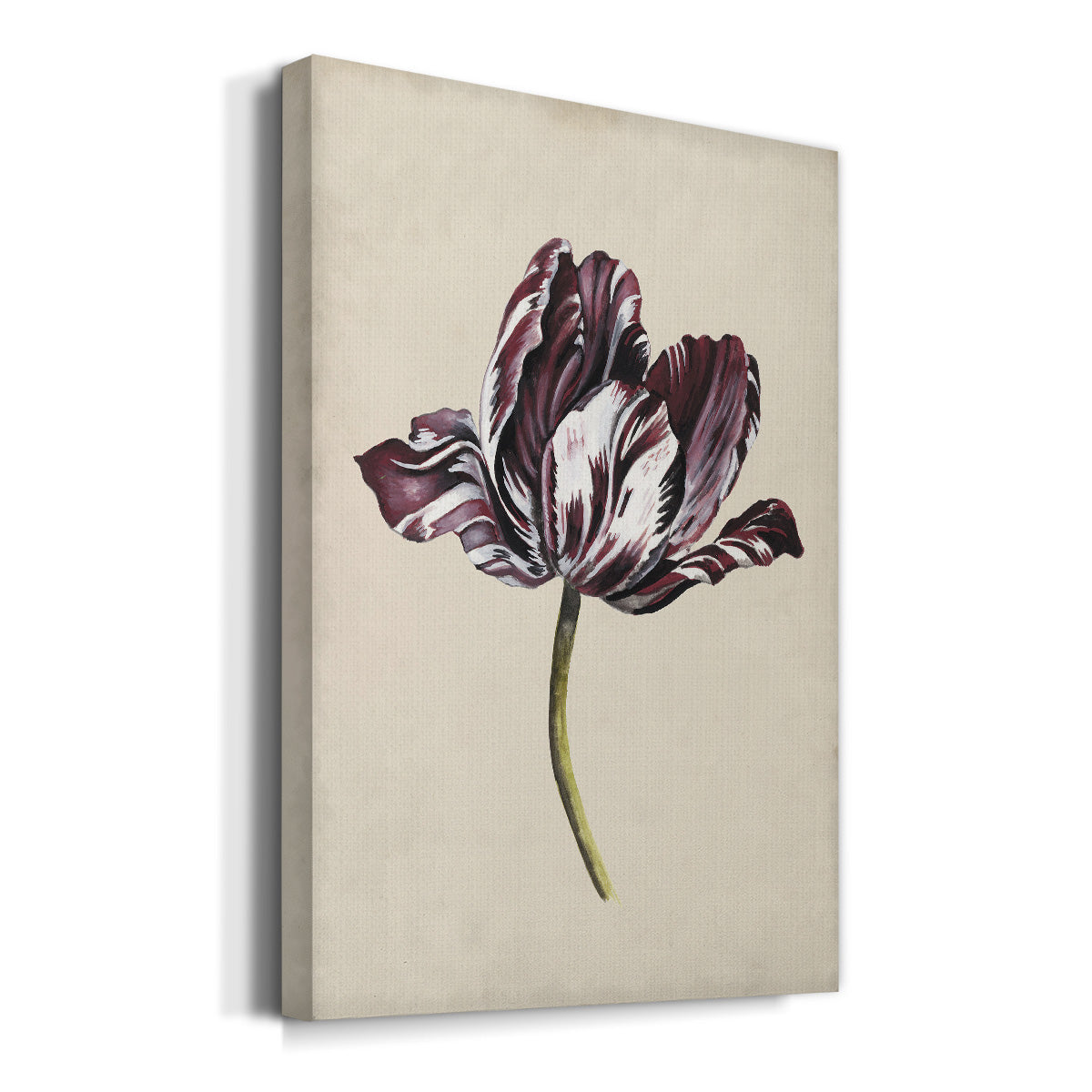 Antique Tulip Study I Premium Gallery Wrapped Canvas - Ready to Hang