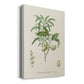 Antique Almond Botanical II Premium Gallery Wrapped Canvas - Ready to Hang