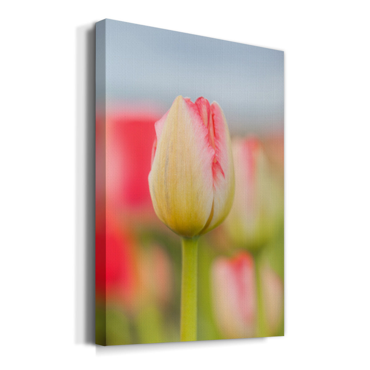 Twotone Tulip Premium Gallery Wrapped Canvas - Ready to Hang