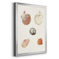 Pastel Knorr Shells VIII - Modern Framed Canvas Print