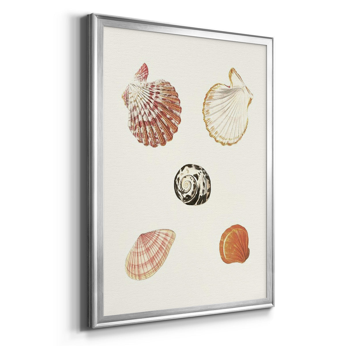 Pastel Knorr Shells VIII - Modern Framed Canvas Print