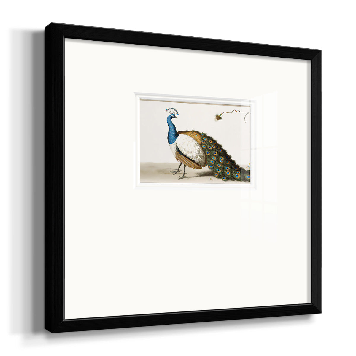 Standing Peacock Premium Framed Print Double Matboard