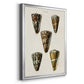 Cone Shell Collection V - Modern Framed Canvas Print