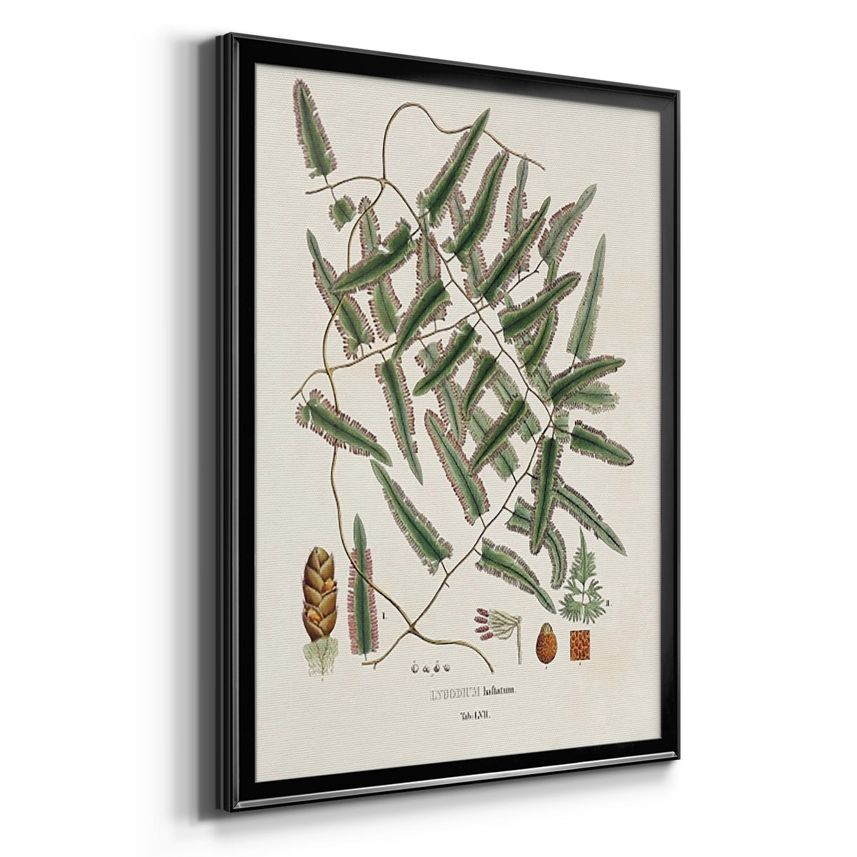 Botanical Society Ferns X - Modern Framed Canvas Print