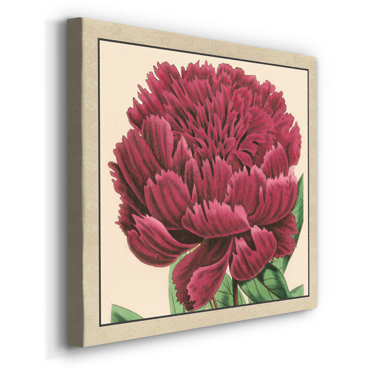 Peony Collection V - Canvas Art Print