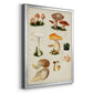 Mushroom Species IV - Modern Framed Canvas Print