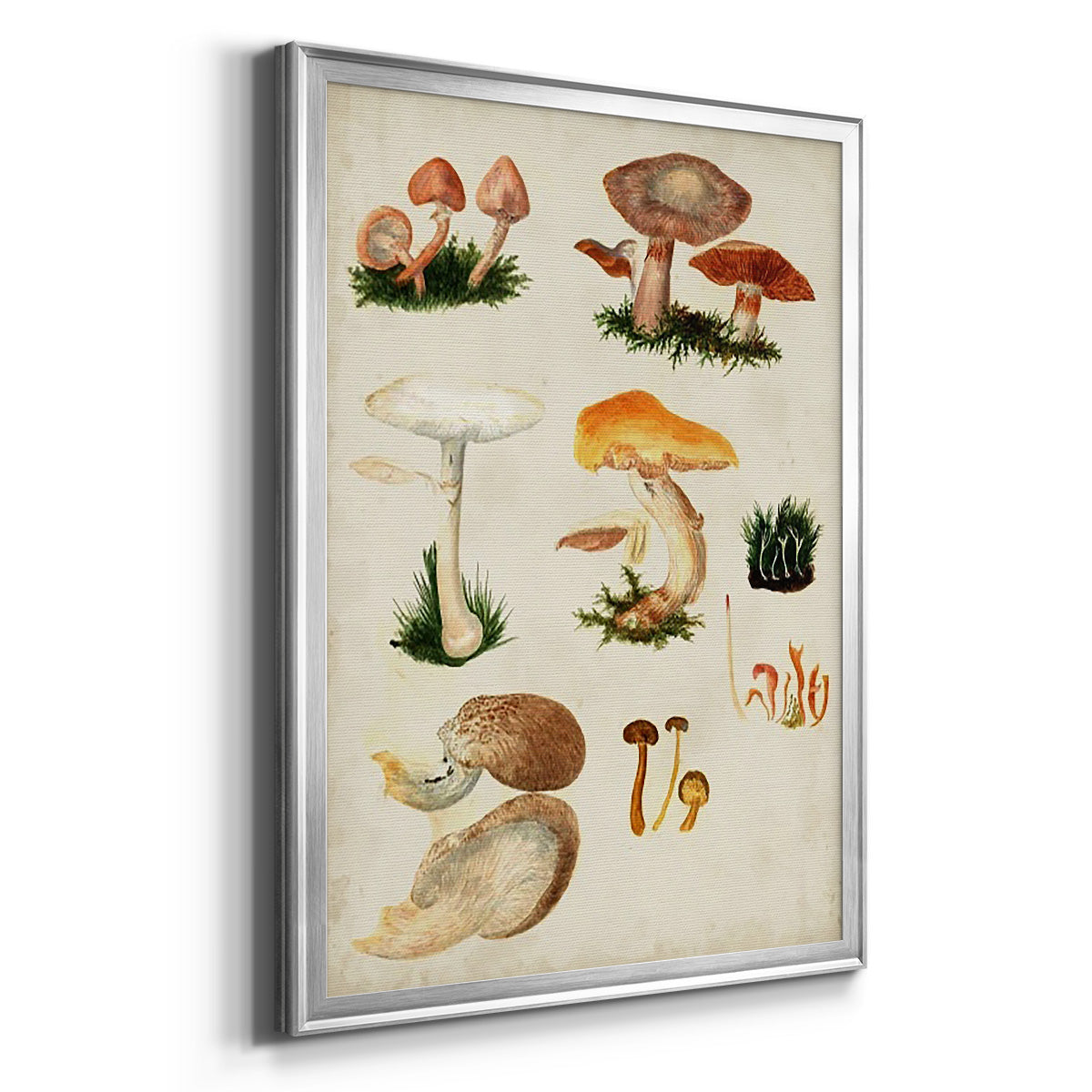 Mushroom Species IV - Modern Framed Canvas Print