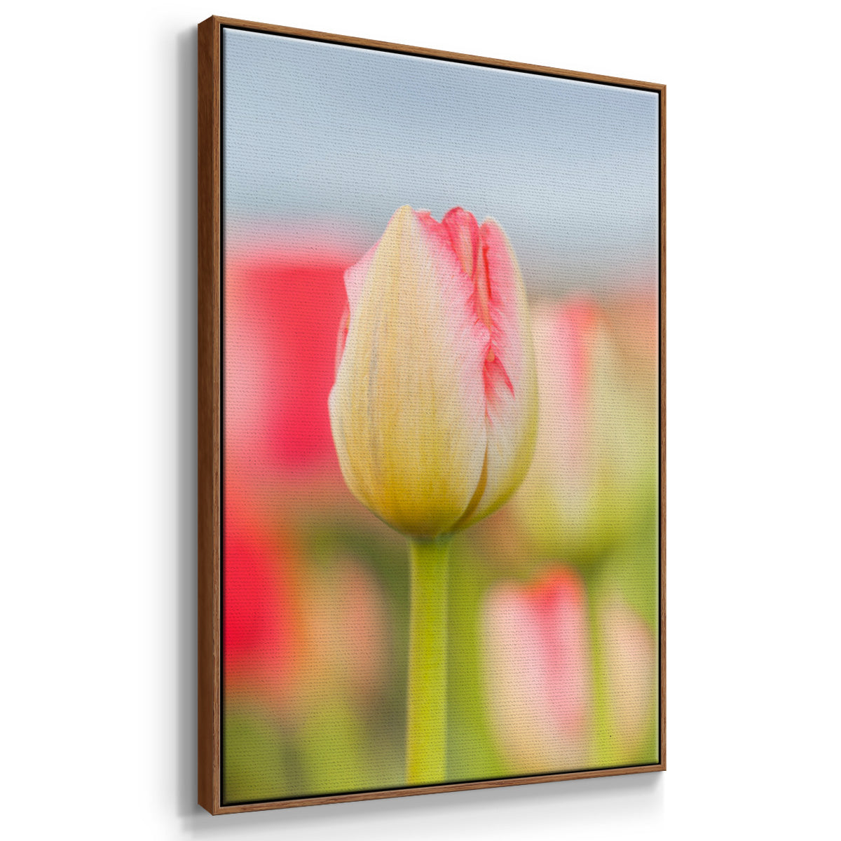 Twotone Tulip - Framed Premium Gallery Wrapped Canvas L Frame - Ready to Hang