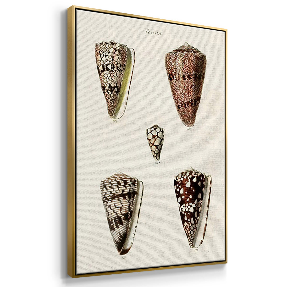 Cone Shell Collection I - Framed Premium Gallery Wrapped Canvas L Frame 3 Piece Set - Ready to Hang