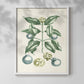 Buchoz Tropicals VII - Restickable Framed Art Print