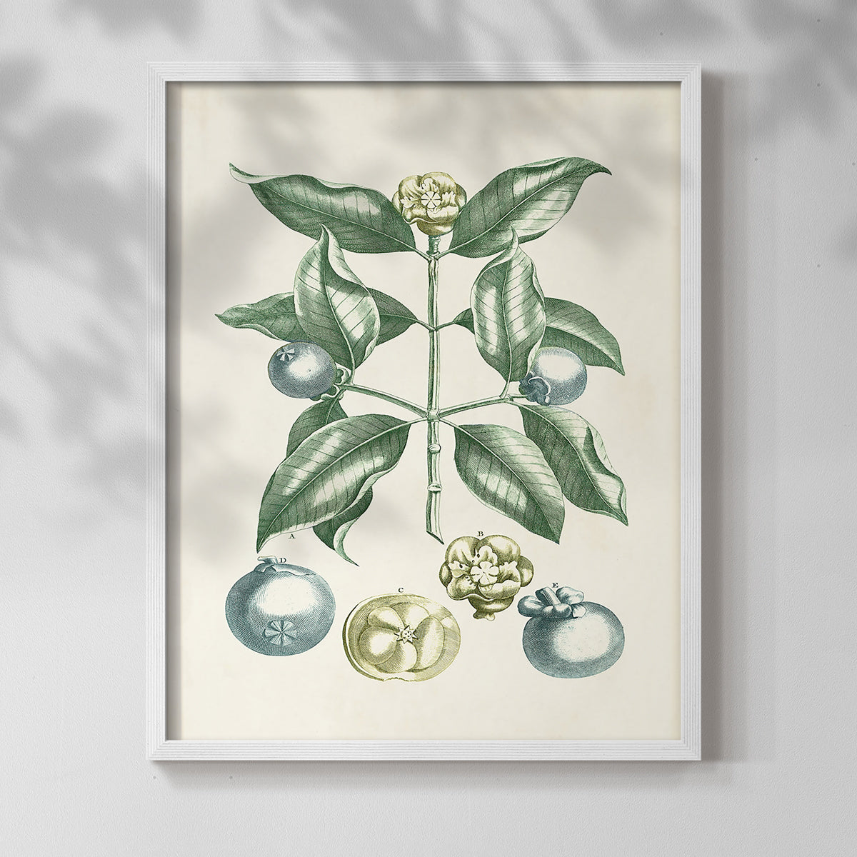 Buchoz Tropicals VII - Restickable Framed Art Print