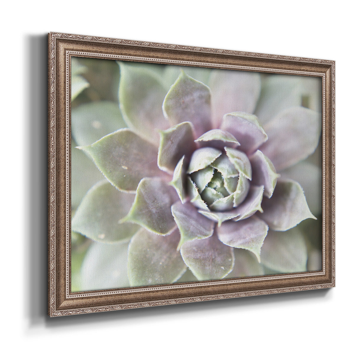 Succulent Glow II - Ornate Framed Canvas Print