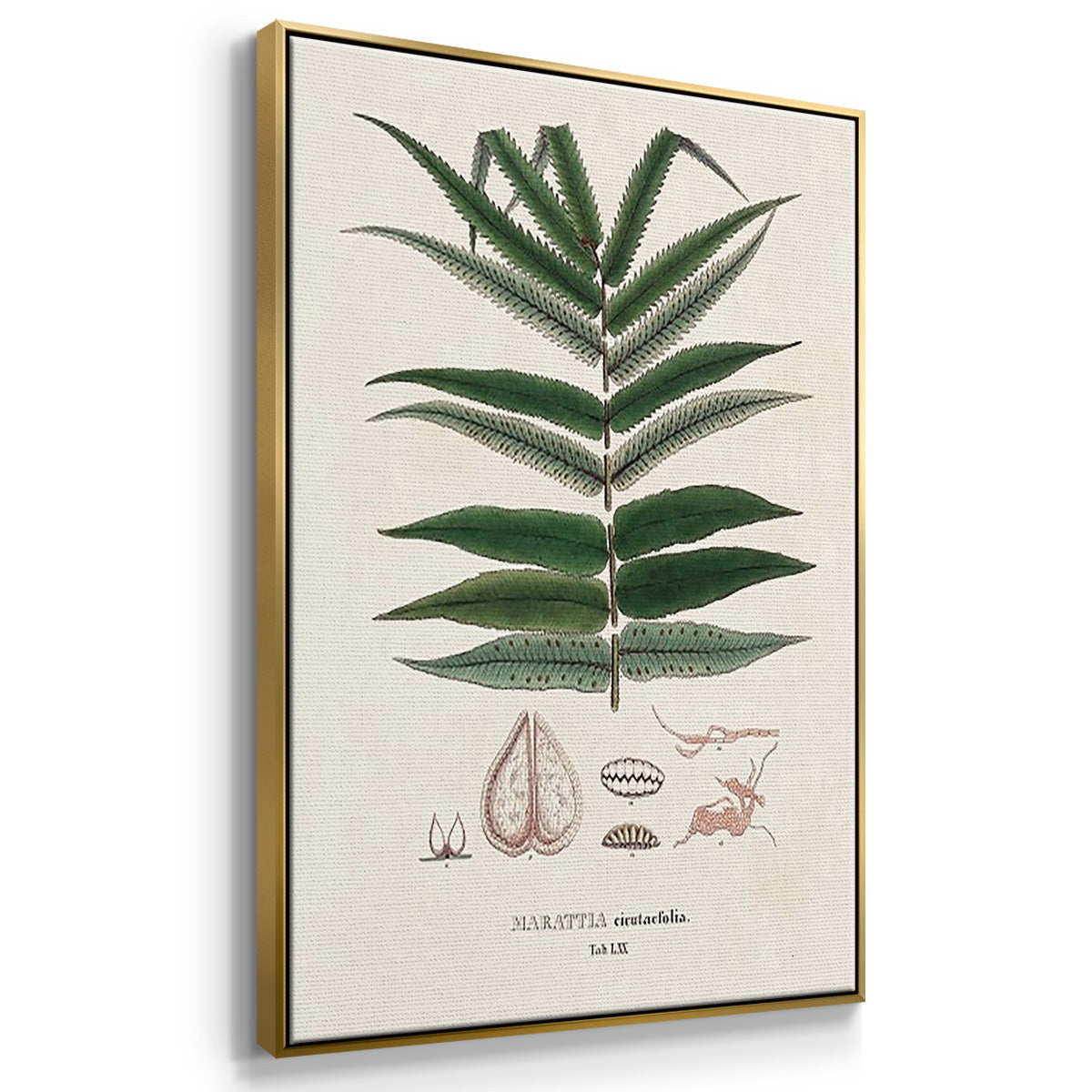 Botanical Society Ferns X - Framed Premium Gallery Wrapped Canvas L Frame 3 Piece Set - Ready to Hang