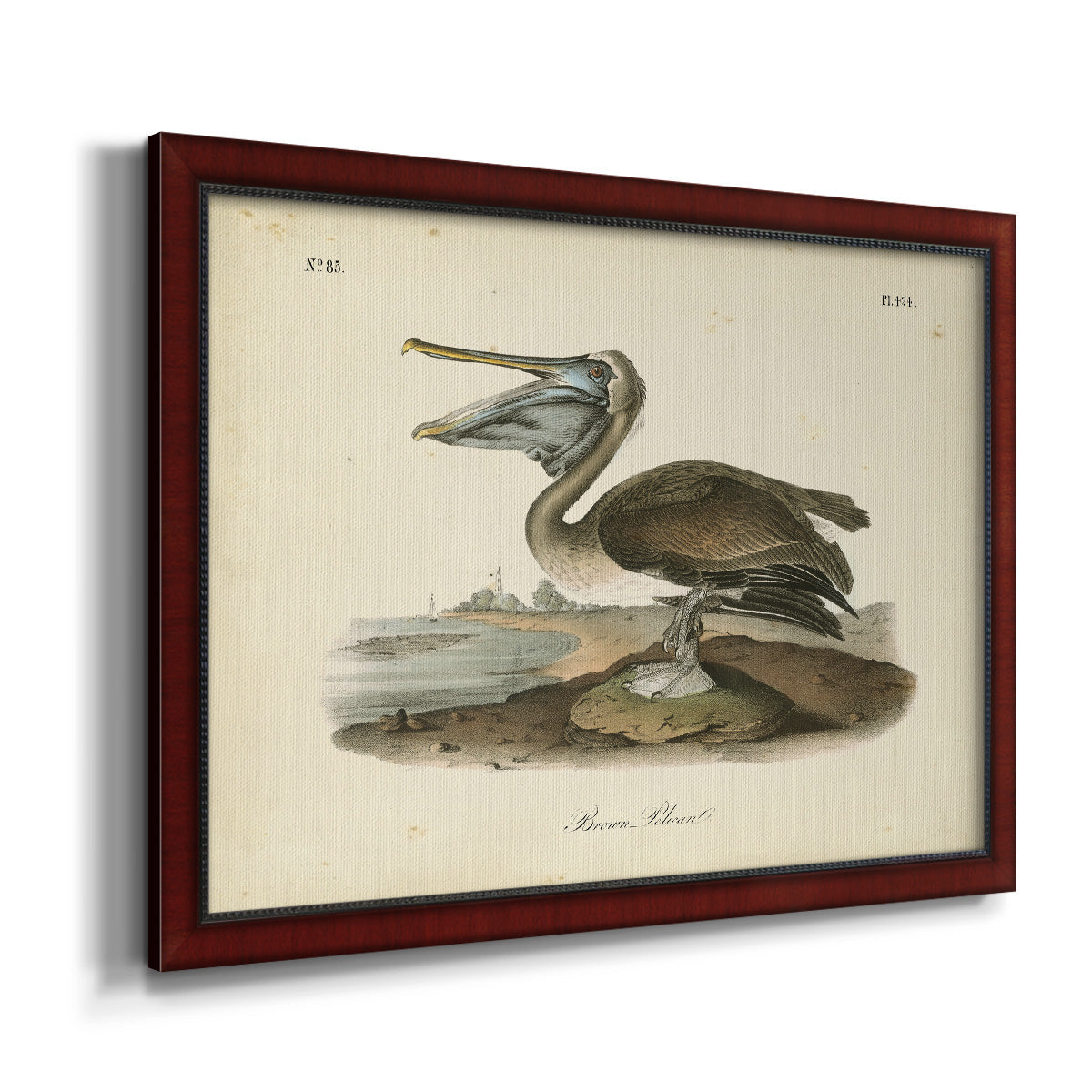 Audubons Brown Pelican - Ornate Framed Canvas Print