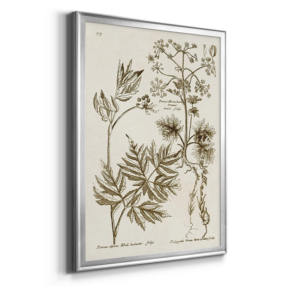 Sepia Botanical Journal III - Modern Framed Canvas Print