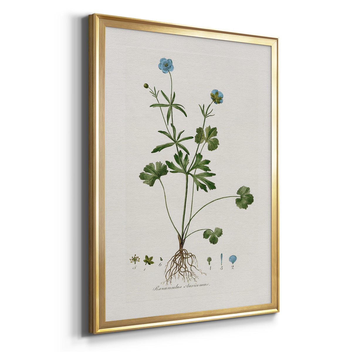 Buttercup Study - Modern Framed Canvas Print