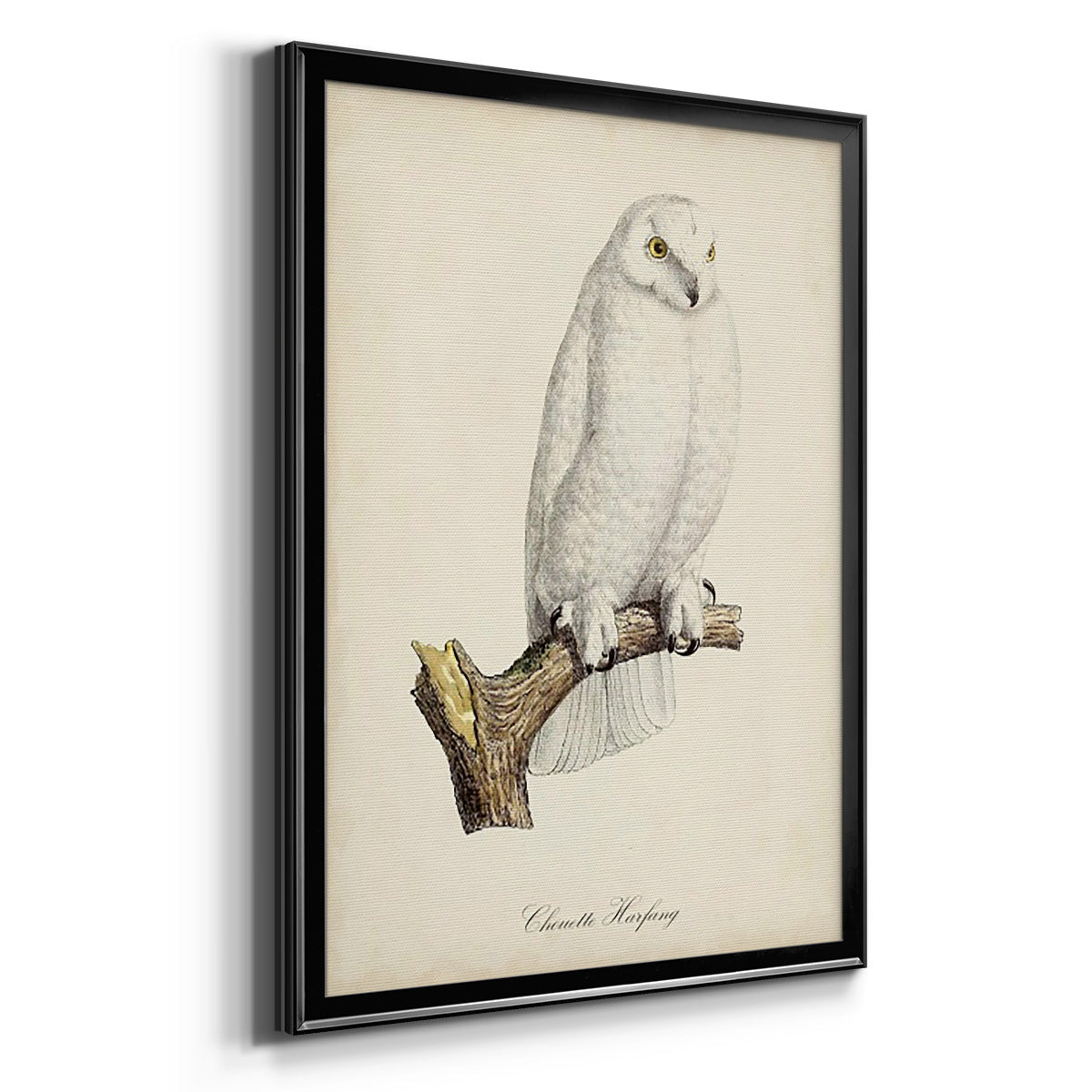 French Owls IV - Modern Framed Canvas Print