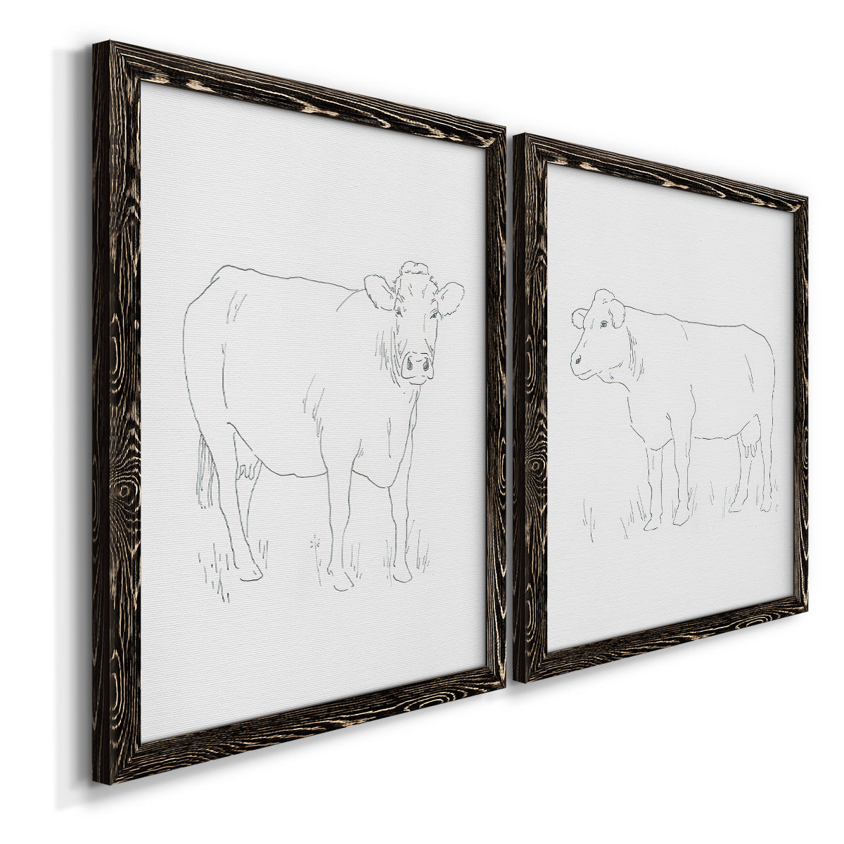 Angled view of a set of two black barnwood framed canvas prints featuring two minimalist livestock sketches featuring simple contour drawings of standing cows.