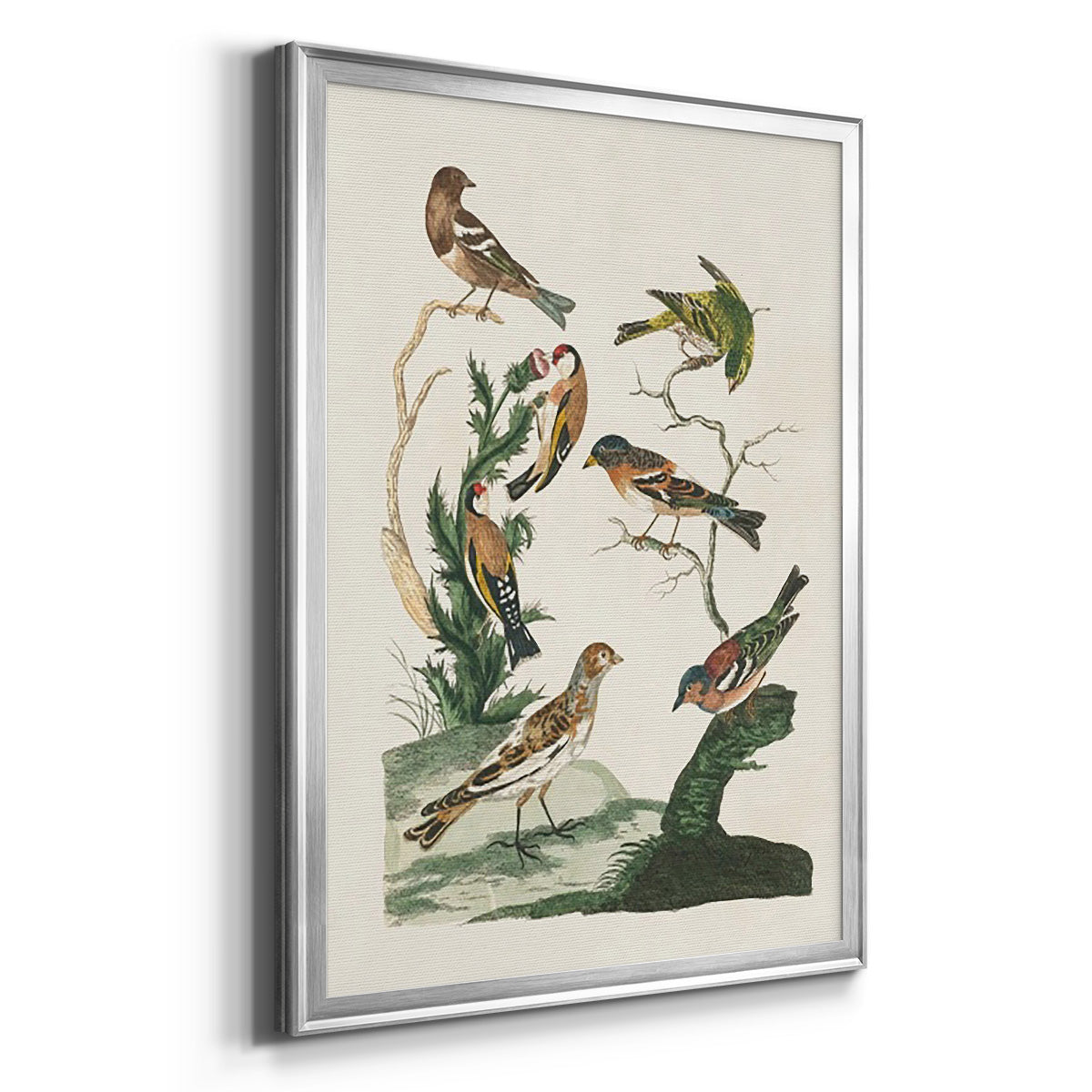 Antique Birds in Nature I - Modern Framed Canvas Print