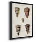 Cone Shell Collection III - Modern Framed Canvas Print