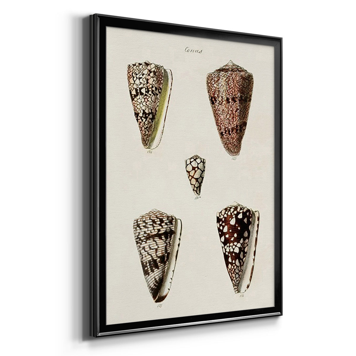 Cone Shell Collection III - Modern Framed Canvas Print