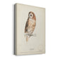 Tawny Owl Premium Gallery Wrapped Canvas - Ready to Hang