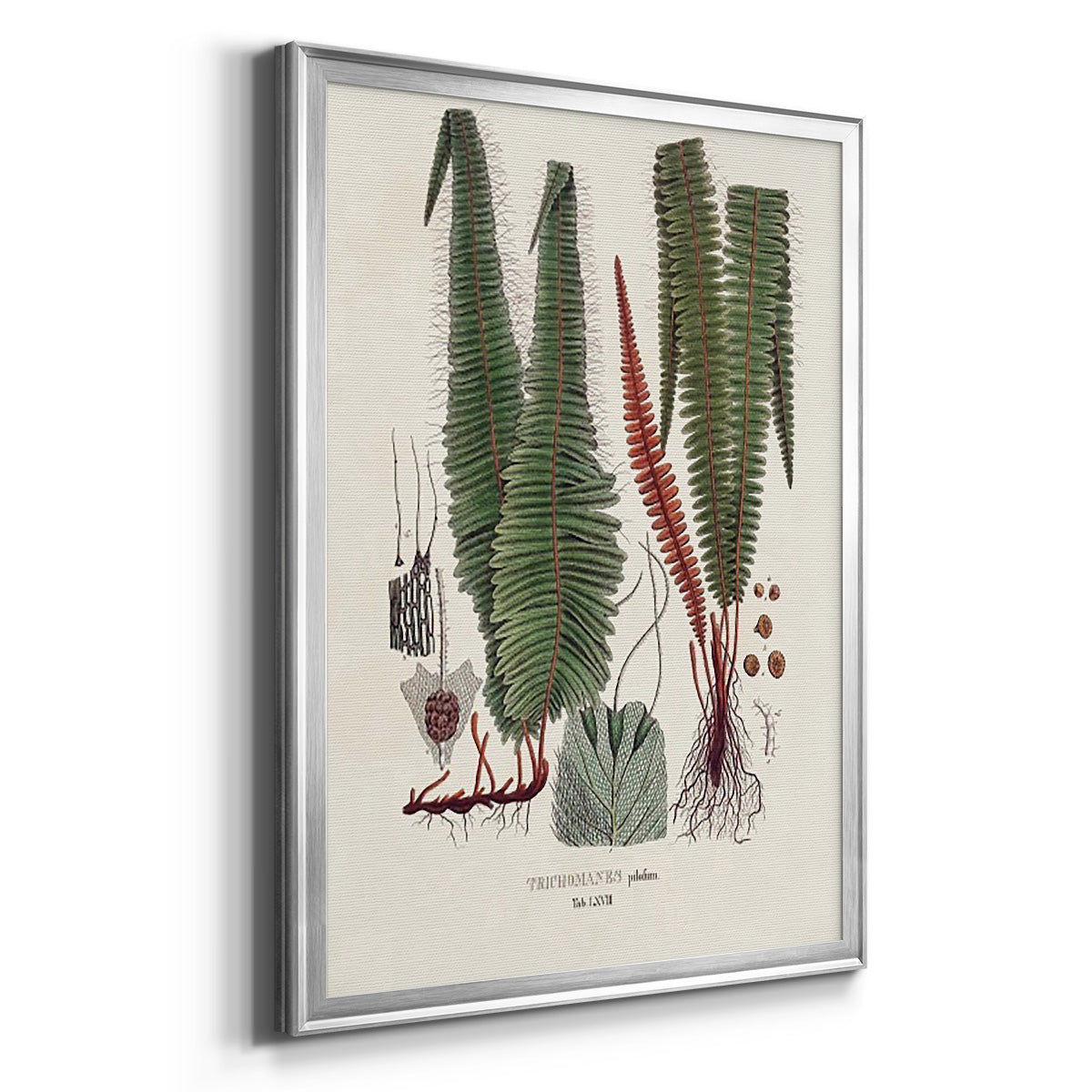 Botanical Society Ferns IV - Modern Framed Canvas Print