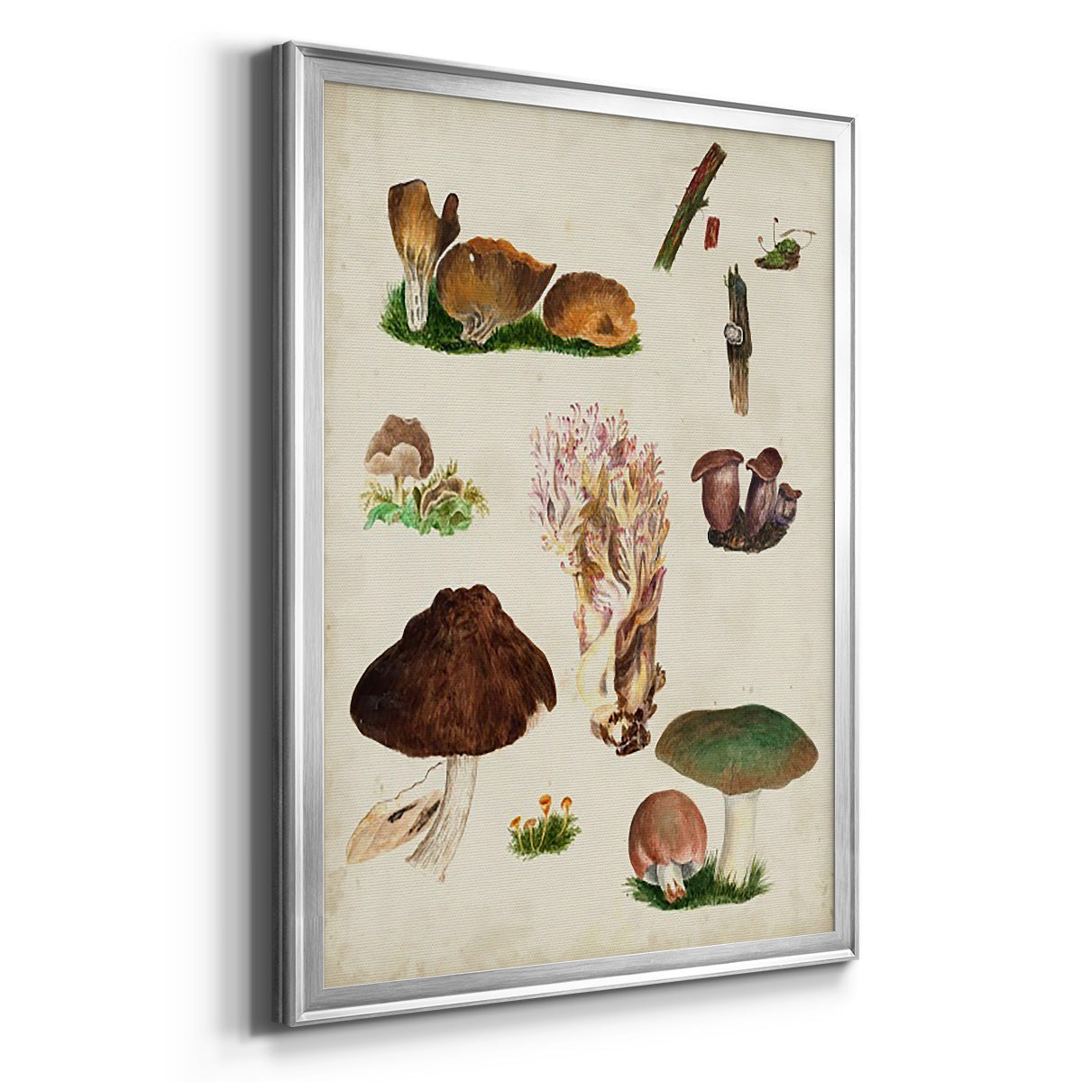 Mushroom Species IX - Modern Framed Canvas Print