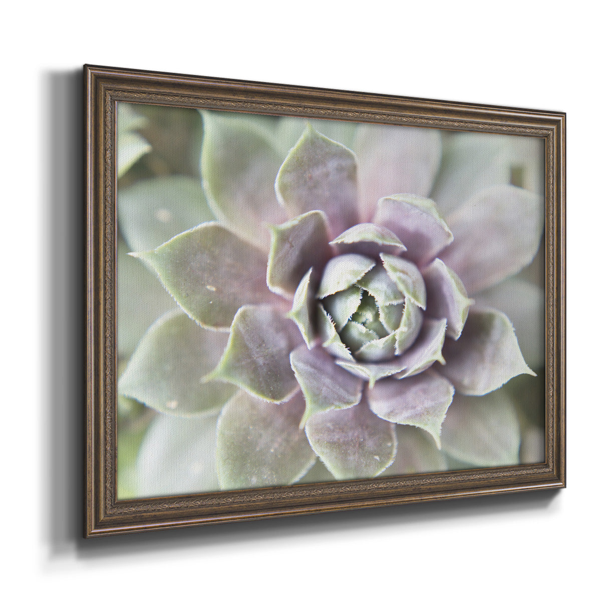 Succulent Glow II - Ornate Framed Canvas Print