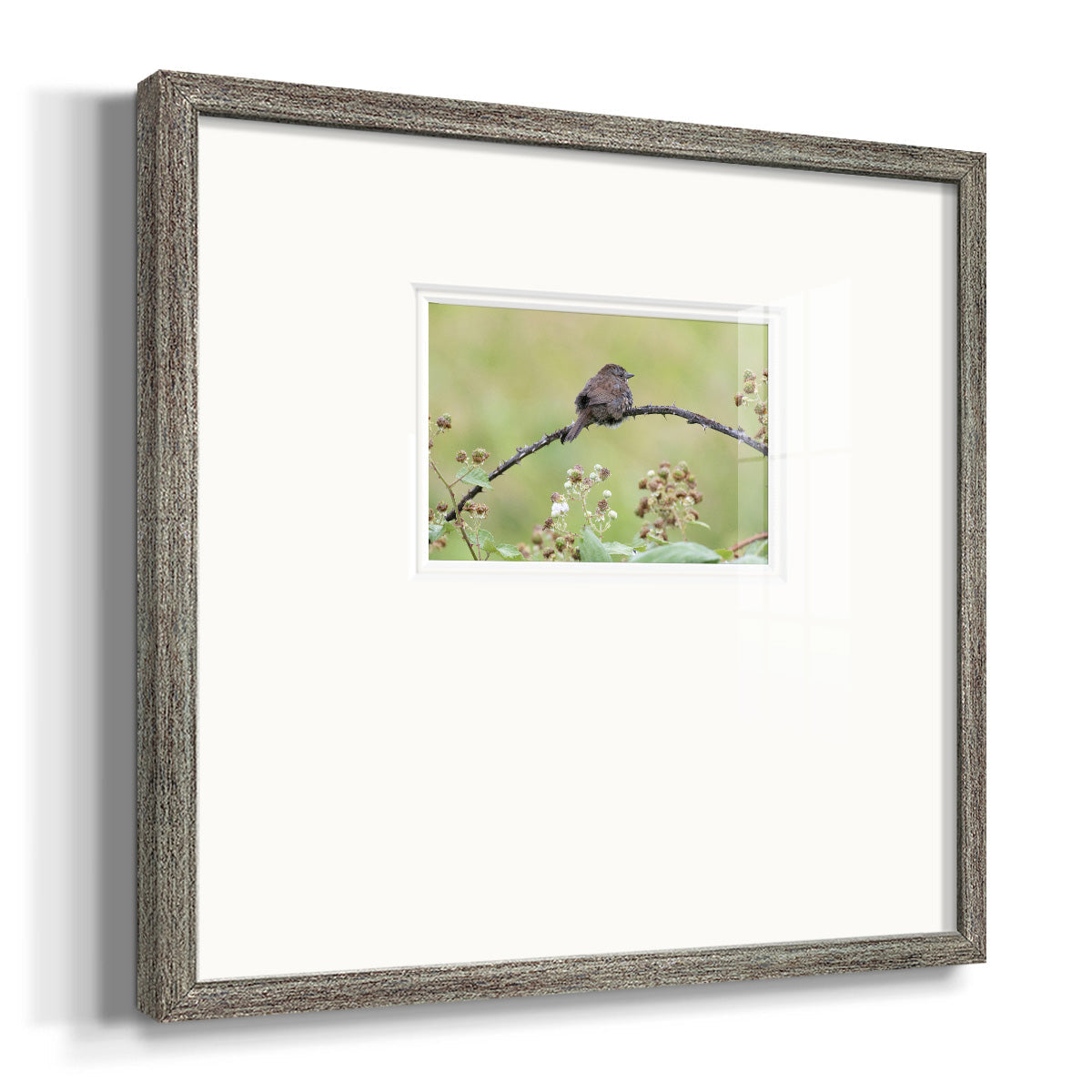 Resting Sparrow- Premium Framed Print Double Matboard