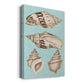 Sepia & Aqua Shells IV - Canvas Art Print