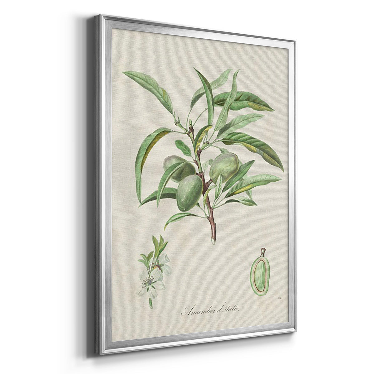 Antique Almond Botanical III - Modern Framed Canvas Print