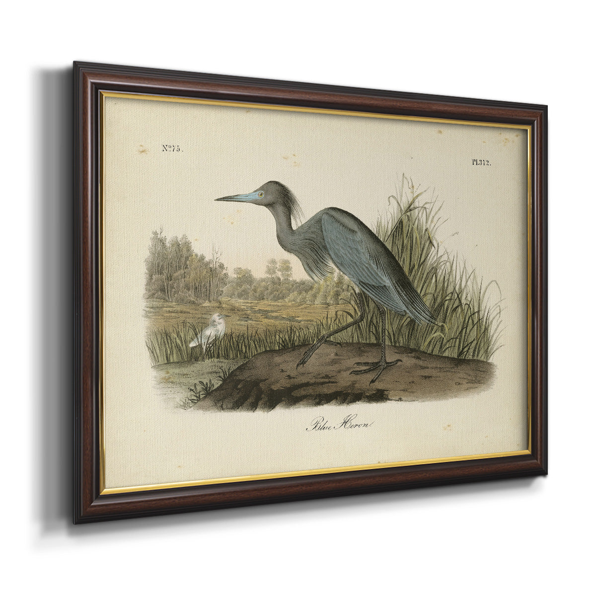 Audubons Blue Heron Premium Framed Canvas- Ready to Hang