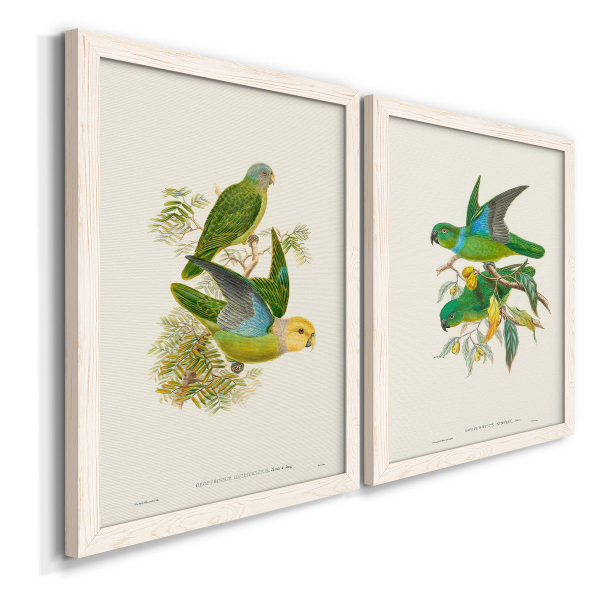 Lime & Cerulean Parrots I - Barnwood Framed Canvas Set