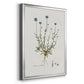 Bellflower Study - Modern Framed Canvas Print