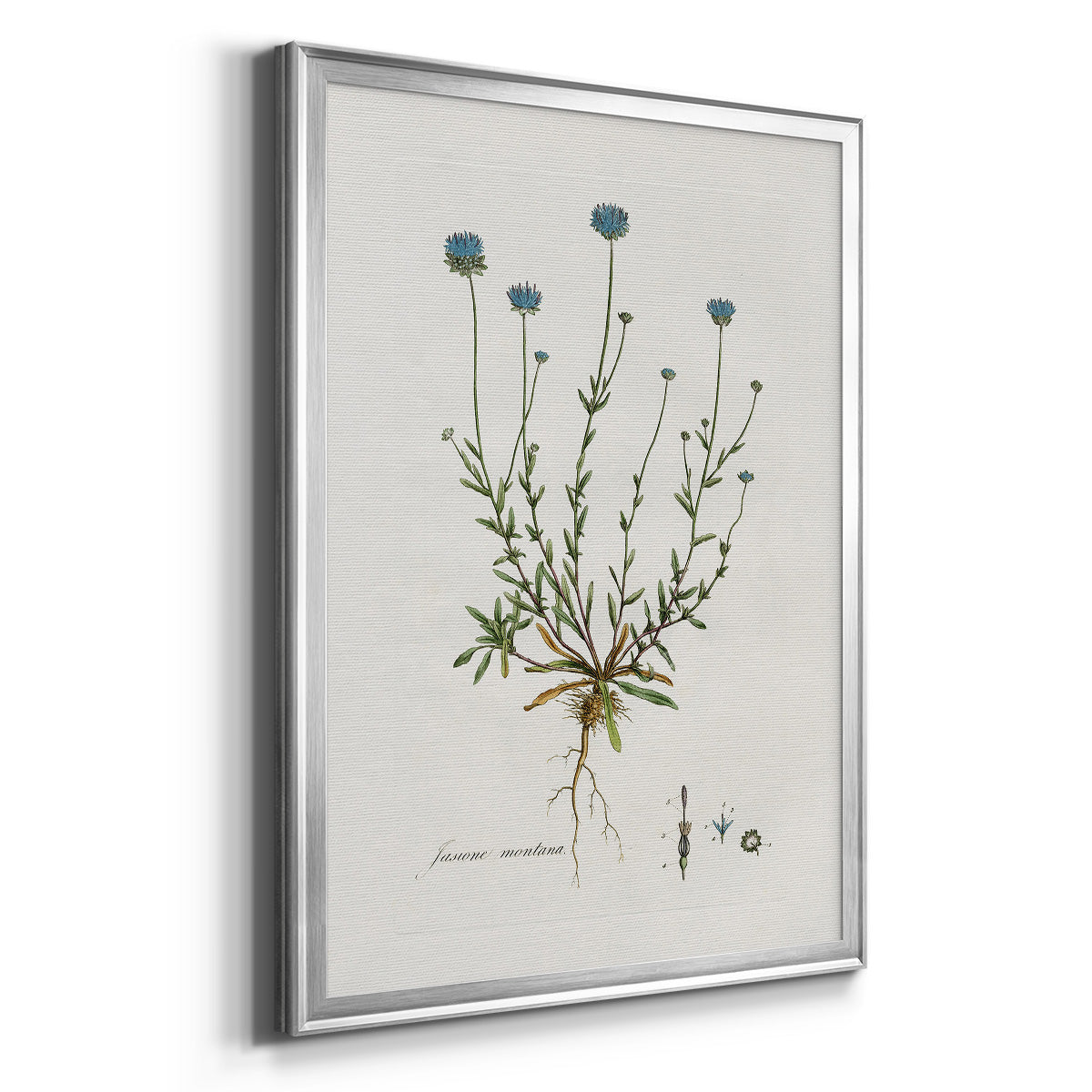 Bellflower Study - Modern Framed Canvas Print