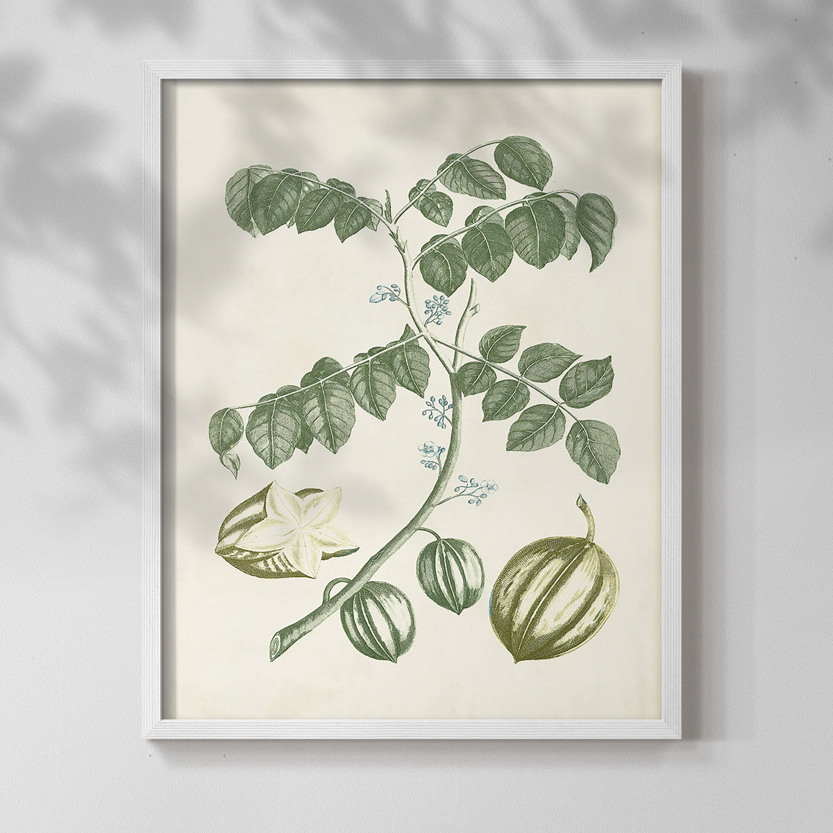 Buchoz Tropicals II - Restickable Framed Art Print